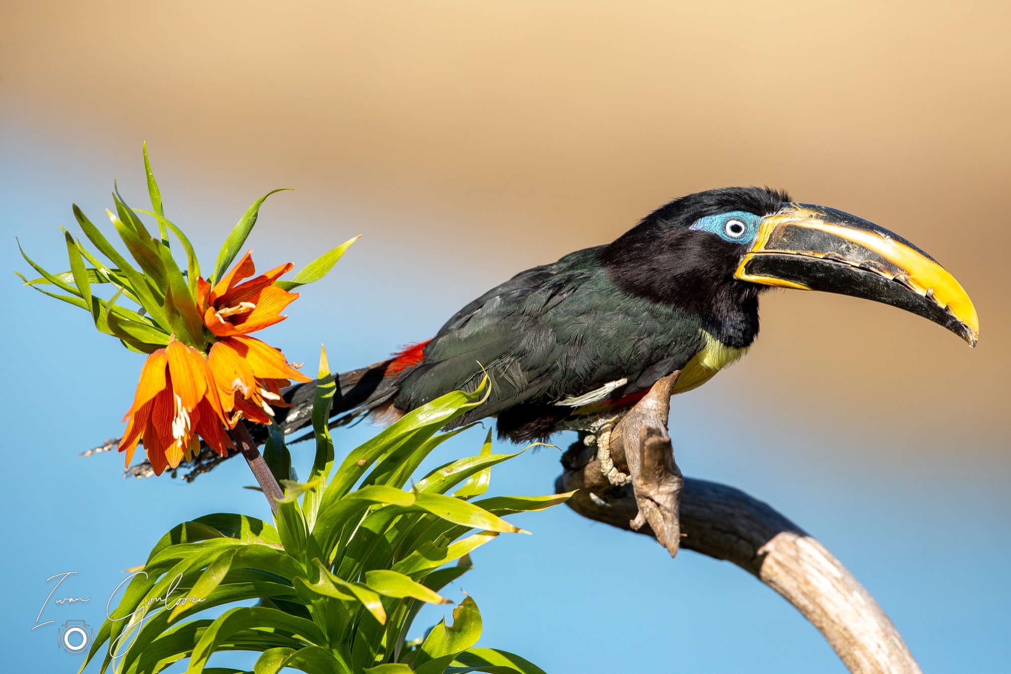 27 maart 2022 155303  5D45263